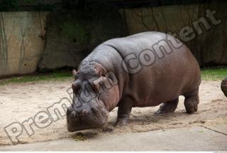 Hippo 0063